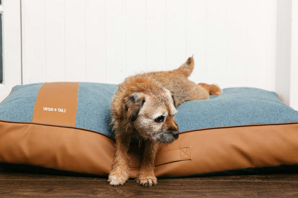 How To Choose A Dog Bed