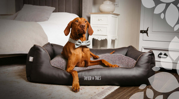 CHOOSING A STYLISH DOG BED TO MATCH YOUR HOME DÉCOR