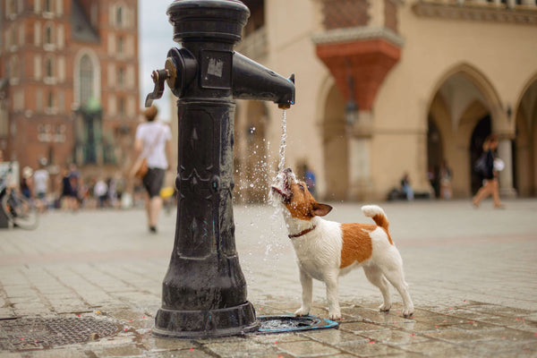 How To Keep Your Dog Cool This Summer