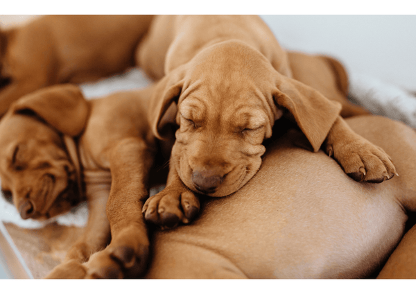Choosing A Dog Bed For More Than One Dog