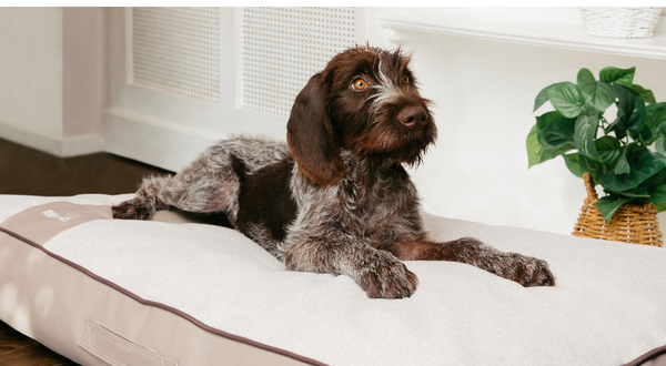 High-Quality Dog Mattress for Ultimate Luxury Sleep Experience