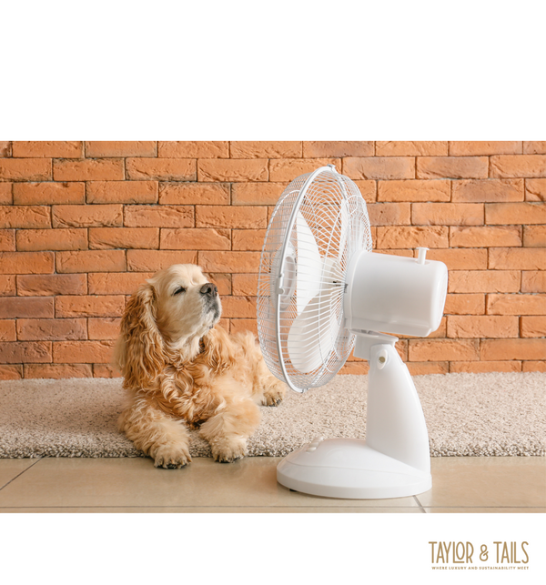 Cute dog sits front of a fan