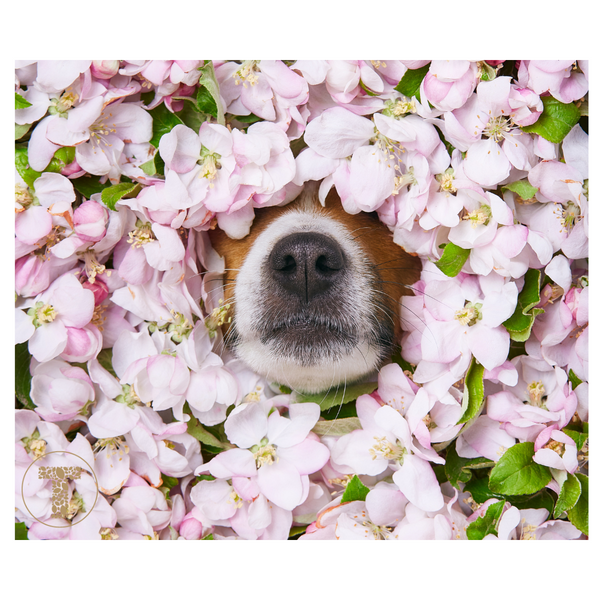 Dog nose showing in bunch of flowers
