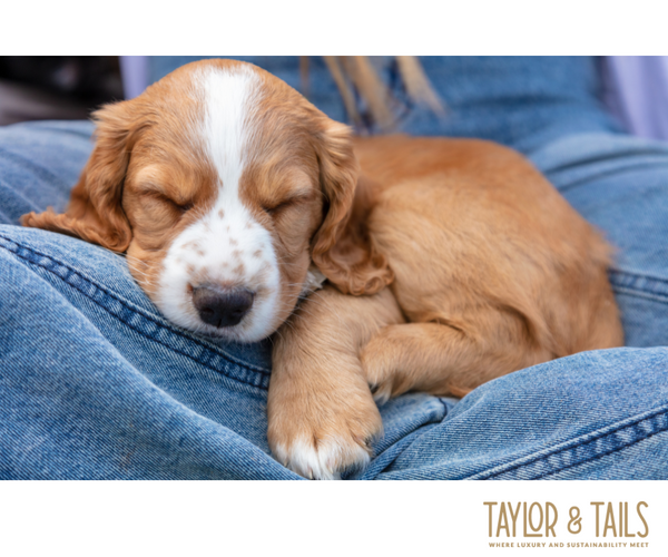 small dog sleeping 