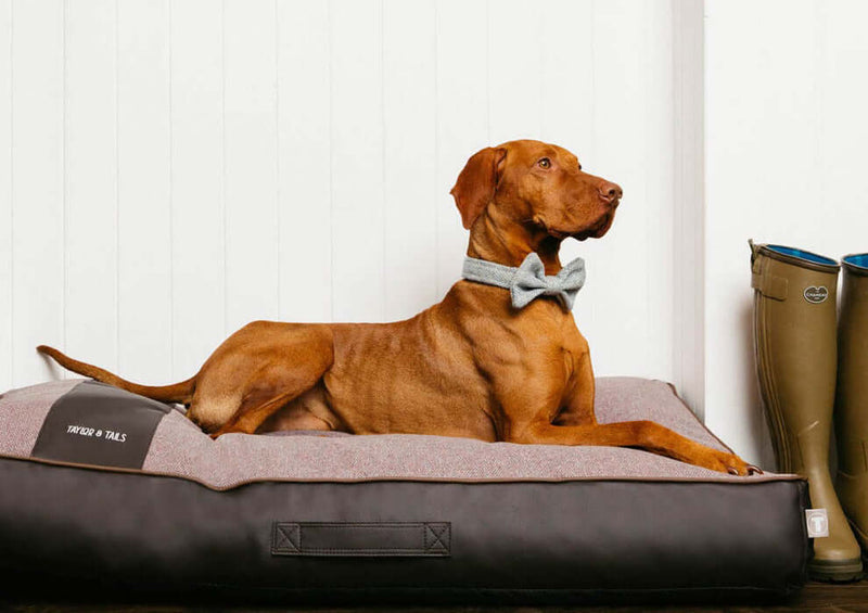 Luxury Memory Foam Dog Beds