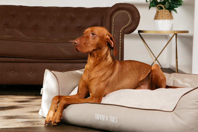 hypoallergenic dog beds